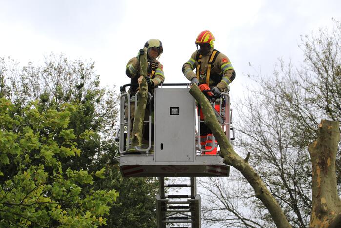 Kaalslag aan grote boom door storm