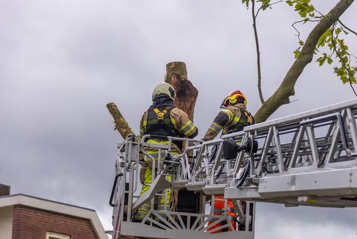 Kaalslag aan grote boom door storm