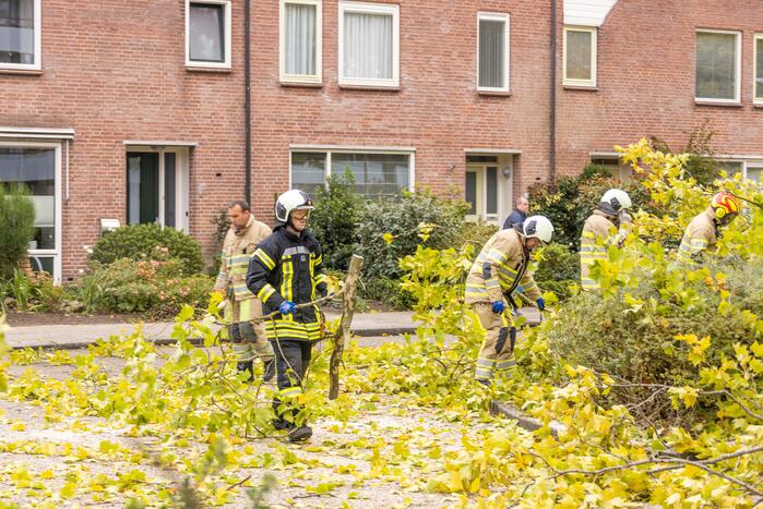 Kaalslag aan grote boom door storm