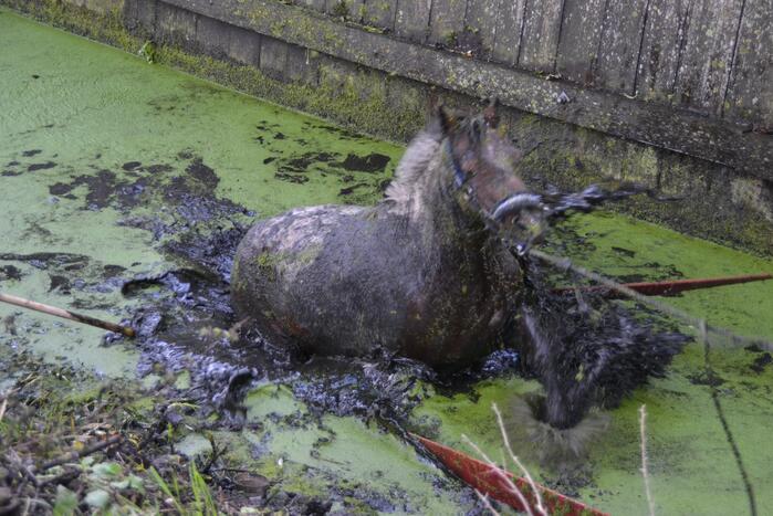 Paard met man en macht uit de sloot getrokken