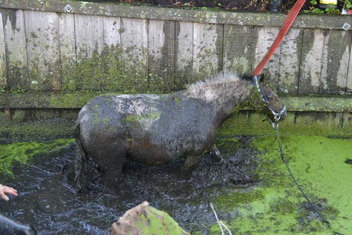 Paard met man en macht uit de sloot getrokken
