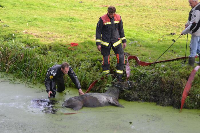 Paard met man en macht uit de sloot getrokken