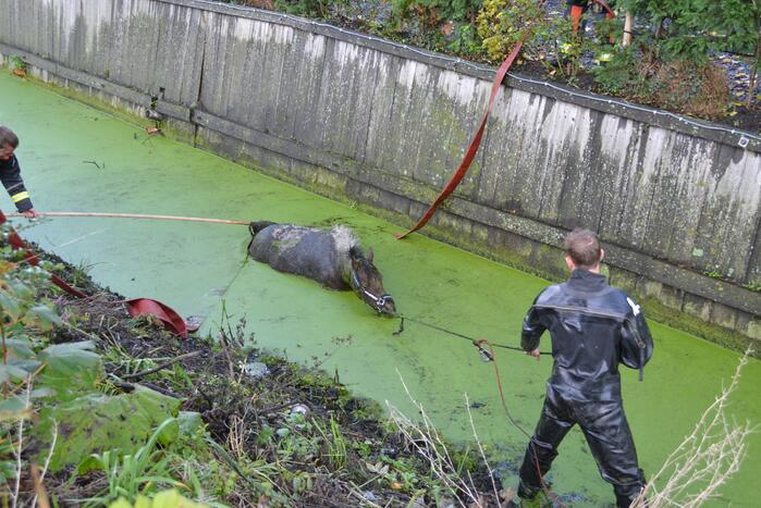 Paard met man en macht uit de sloot getrokken