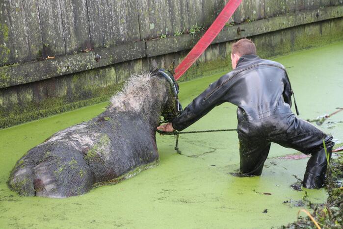 Paard met man en macht uit de sloot getrokken
