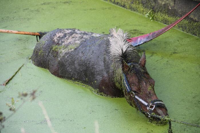 Paard met man en macht uit de sloot getrokken