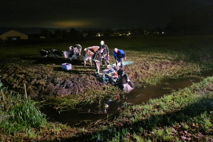 Nachtelijke reddingsactie voor koe te water