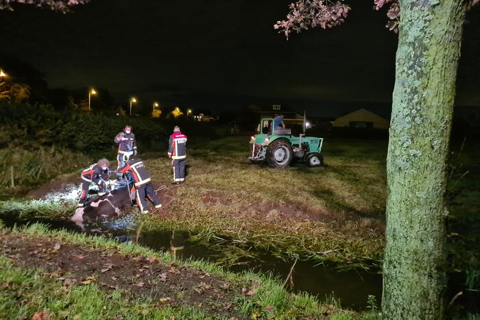Nachtelijke reddingsactie voor koe te water