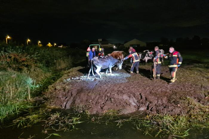 Nachtelijke reddingsactie voor koe te water