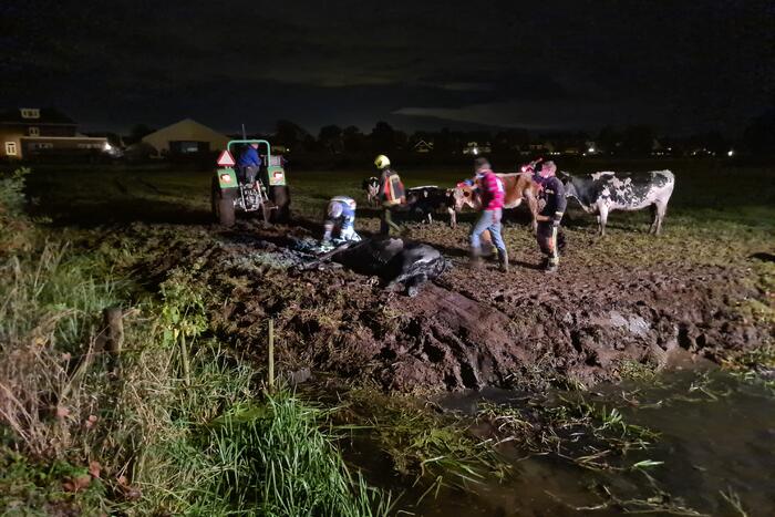 Nachtelijke reddingsactie voor koe te water