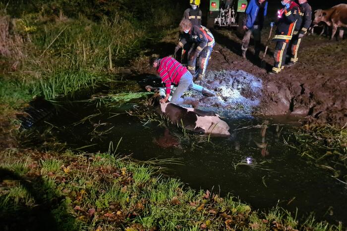Nachtelijke reddingsactie voor koe te water