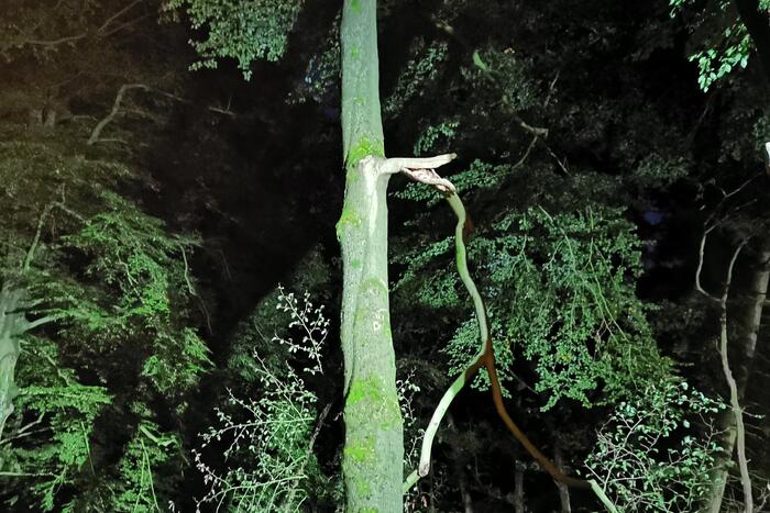 Brandweer verwijdert verrotte boom van de weg