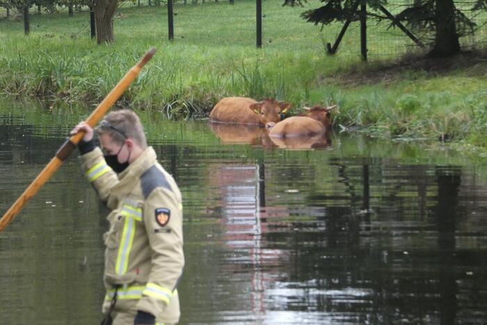 Twee koeien belanden in een sloot