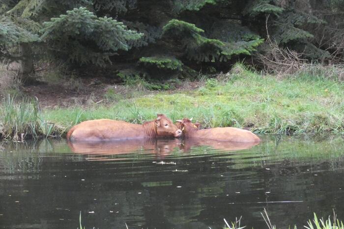 Twee koeien belanden in een sloot
