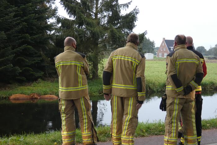 Twee koeien belanden in een sloot