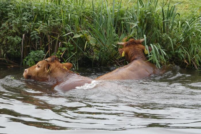 Twee koeien belanden in een sloot