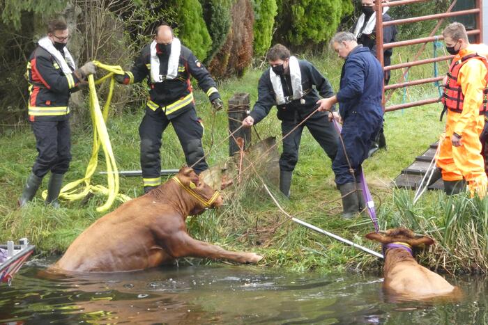 Twee koeien belanden in een sloot
