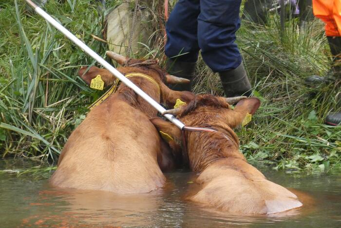 Twee koeien belanden in een sloot