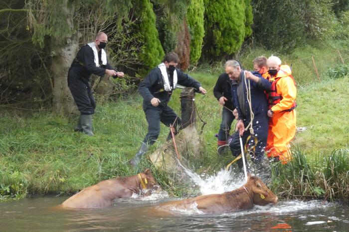 Twee koeien belanden in een sloot