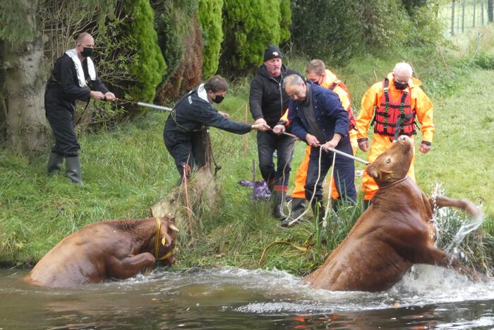 Twee koeien belanden in een sloot