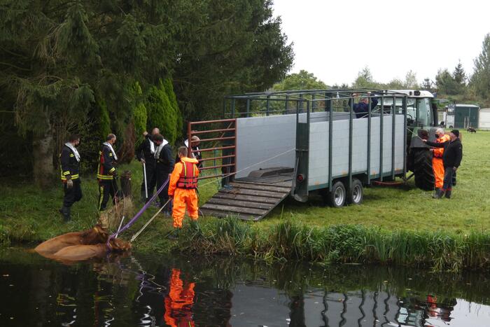 Twee koeien belanden in een sloot