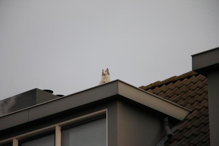 Brandweer redt kat van dak