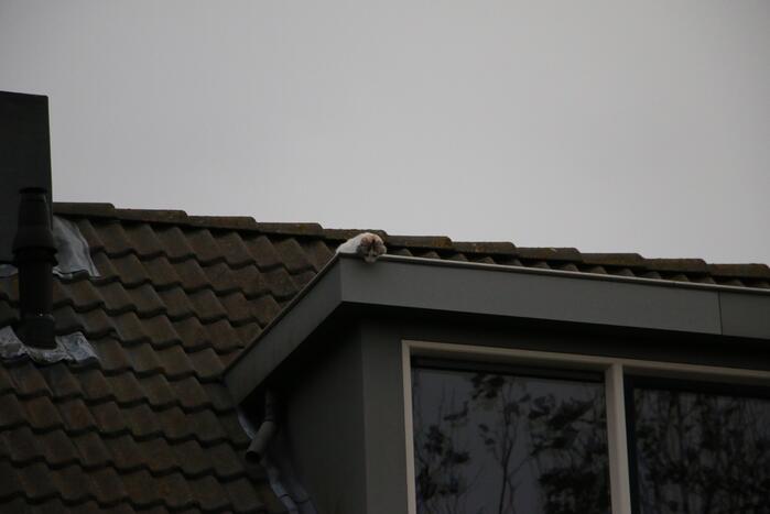 Brandweer redt kat van dak