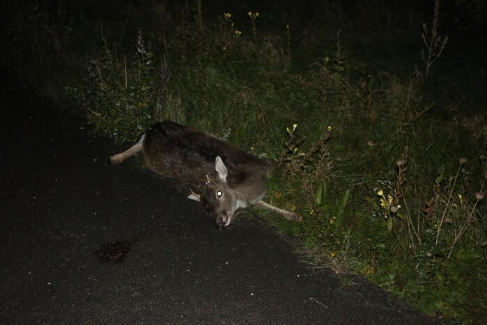Personenauto heeft schade na aanrijding met hert