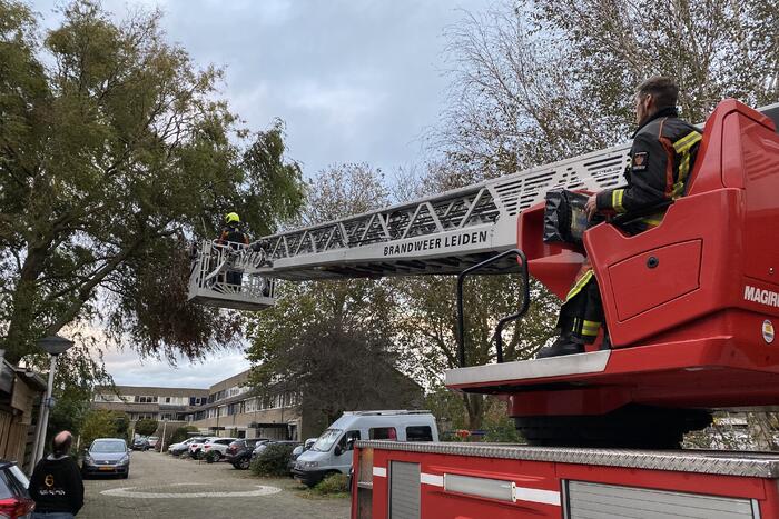 Gevaarlijke hangende tak zorgt voor onveilige situatie.