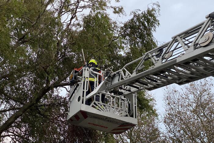 Gevaarlijke hangende tak zorgt voor onveilige situatie.
