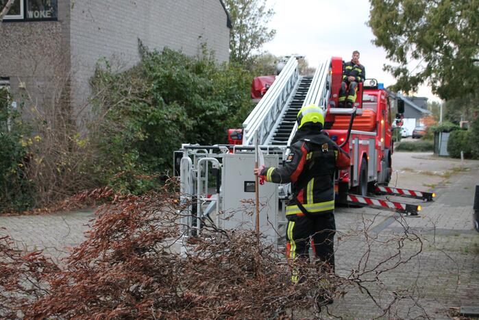 Gevaarlijke hangende tak zorgt voor onveilige situatie.