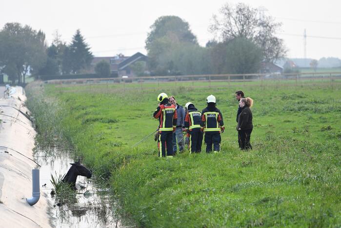 Brandweer haalt paard uit sloot