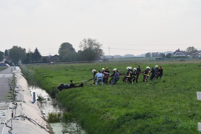Brandweer haalt paard uit sloot