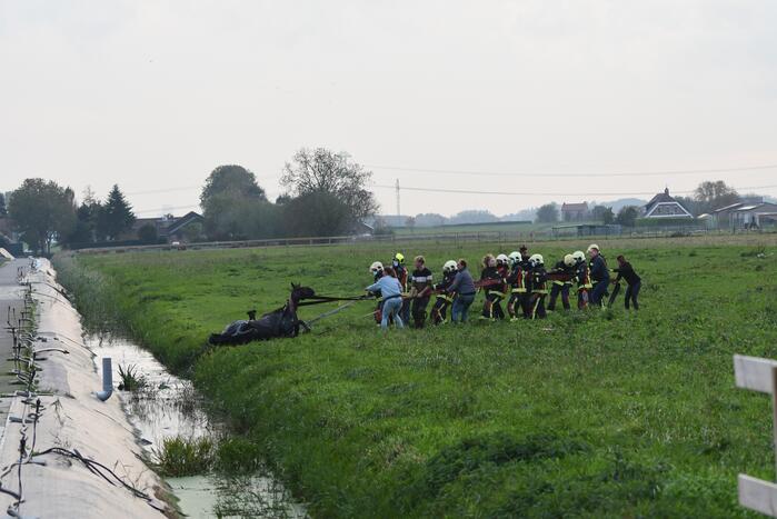 Brandweer haalt paard uit sloot