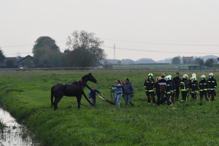Brandweer haalt paard uit sloot