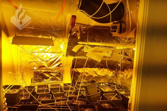 Hennepkwekerij met net geoogste planten aangetroffen