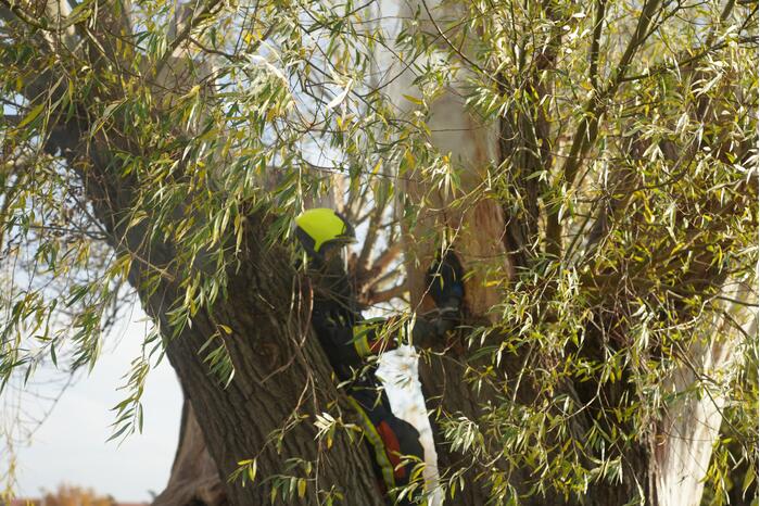 Boom mogelijk in brand door vuurwerk