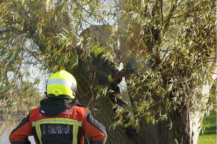 Boom mogelijk in brand door vuurwerk