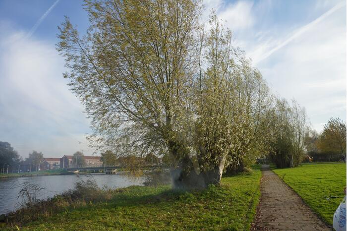 Boom mogelijk in brand door vuurwerk