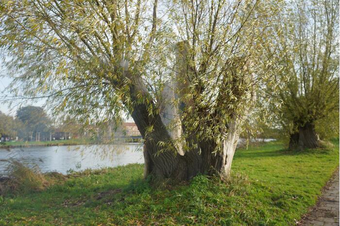 Boom mogelijk in brand door vuurwerk