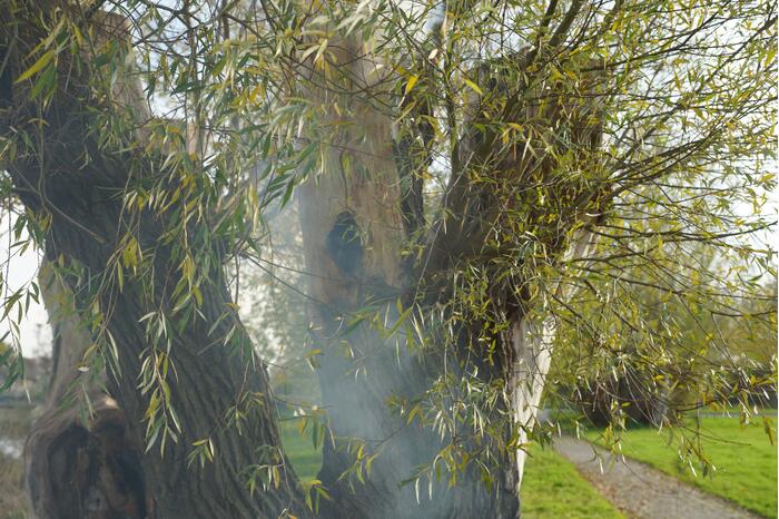 Boom mogelijk in brand door vuurwerk