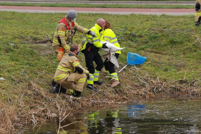 Brandweer redt zwaan met gebroken vleugel
