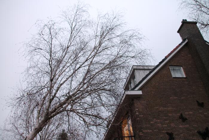 Bomen dreigen tegen woningen te vallen