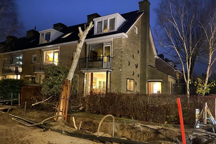 Bomen dreigen tegen woningen te vallen