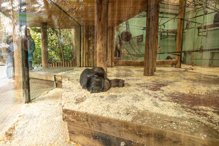 Dierenpark Amersfoort heeft haar deuren weer geopend