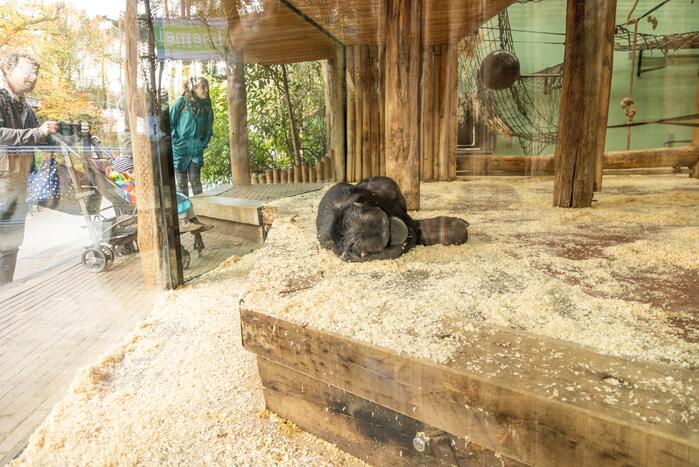 Dierenpark Amersfoort heeft haar deuren weer geopend