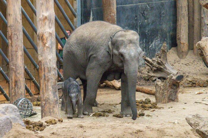 Dierenpark Amersfoort heeft haar deuren weer geopend