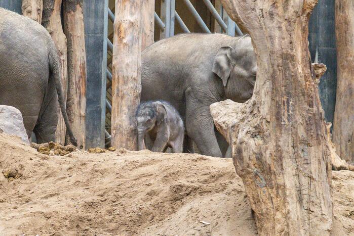 Dierenpark Amersfoort heeft haar deuren weer geopend