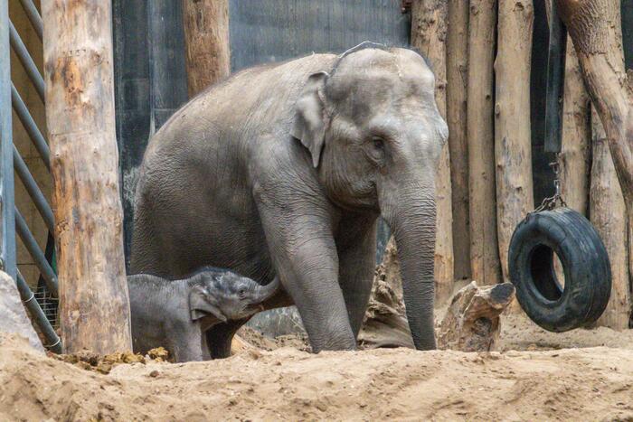 Dierenpark Amersfoort heeft haar deuren weer geopend