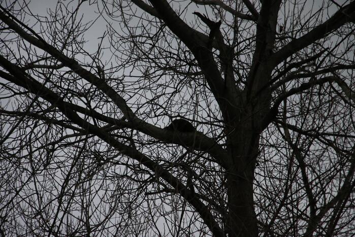 #Katwijk Brandweer red kat uit boom Kortenaerstraat Katwijk.