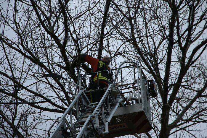 Brandweer red kat uit boom